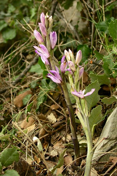 Limodorum trabutianum